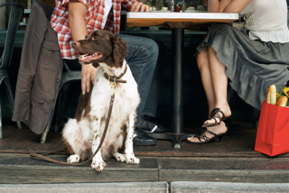 Blog Thumbnail of Arlington Dog Friendly Restaurants