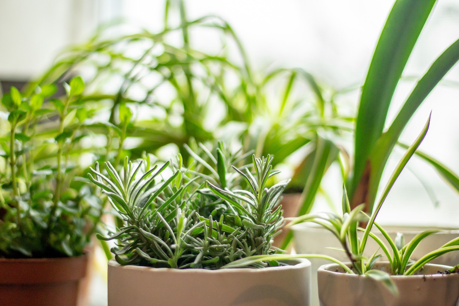 Blog Thumbnail of How to Start a Summer Herb Garden Indoors