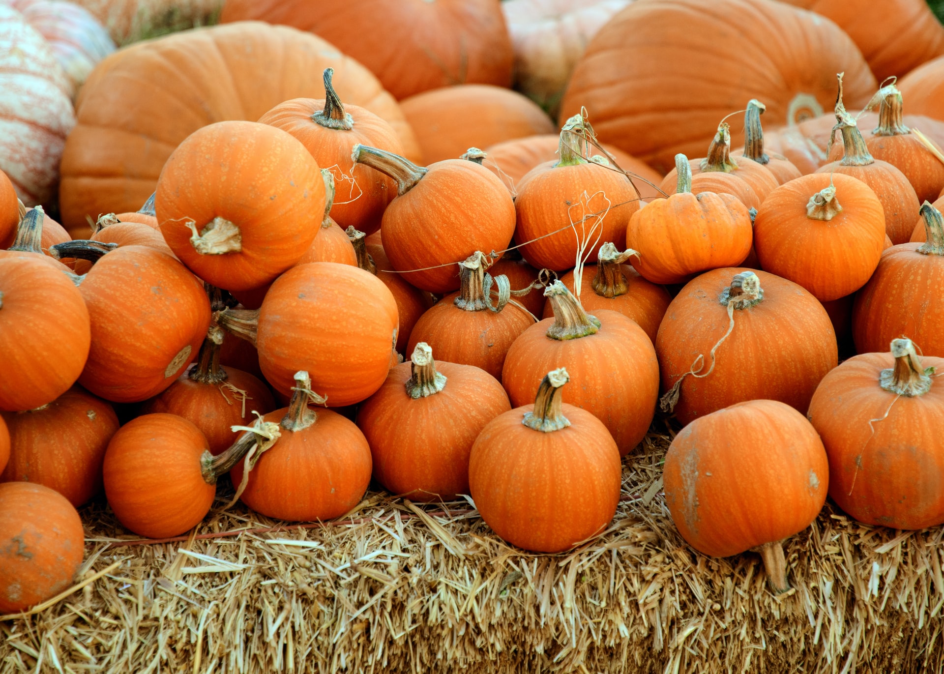 Blog Thumbnail of The Best Ways to Decorate a Pumpkin, No Carving Knife Necessary