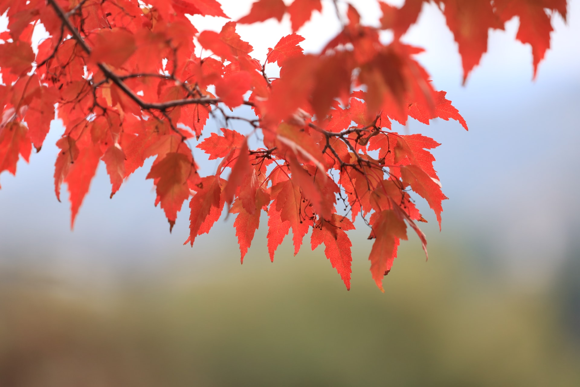 Blog Thumbnail of Enjoy the Beauty of Fall at Potomac Overlook Regional Park