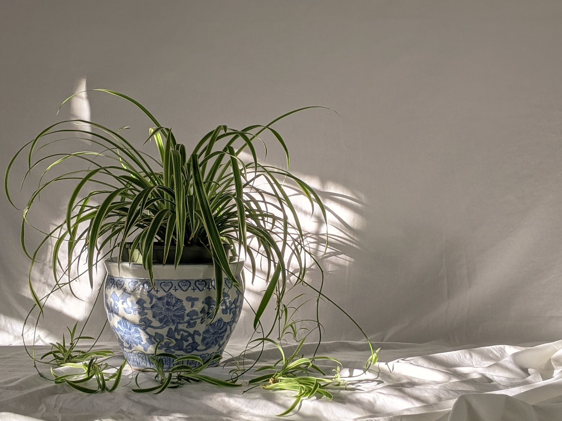 Blog Thumbnail of Apartment-Friendly Houseplants to Add to Your Must-Grow List